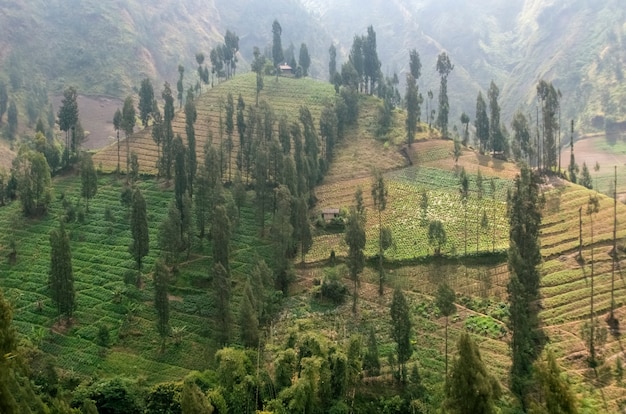 Nubi basse e nebbia nel paesaggio montano dell'isola di java java island terrazze indonesia