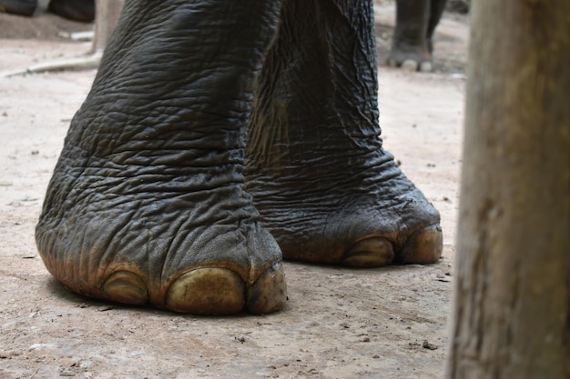 Photo low elephant feet