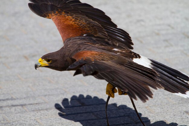 low-flying eagle