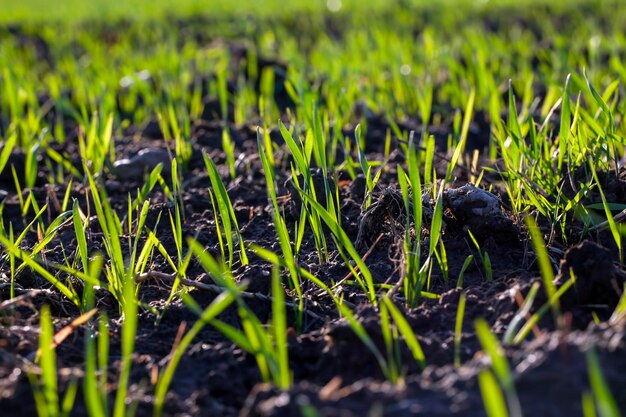 Low green grass on a sunny day in summer