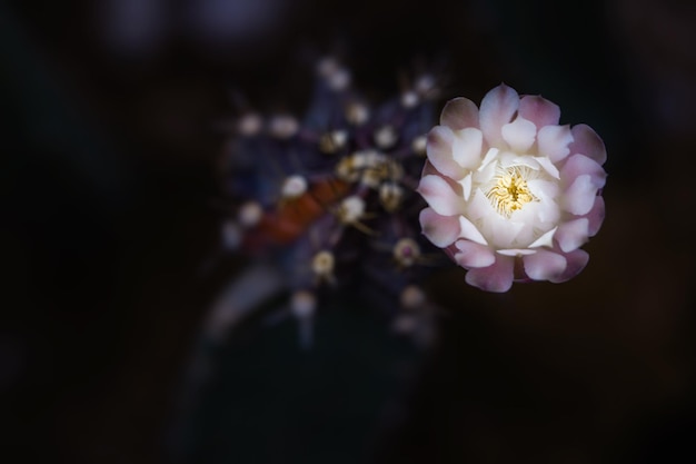 Low key en macrofotografie met super ondiepe scherptediepte.