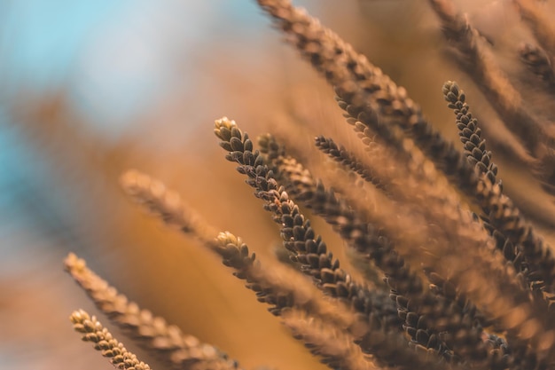 Foto il verde scuro lascia il fondo scuro della natura