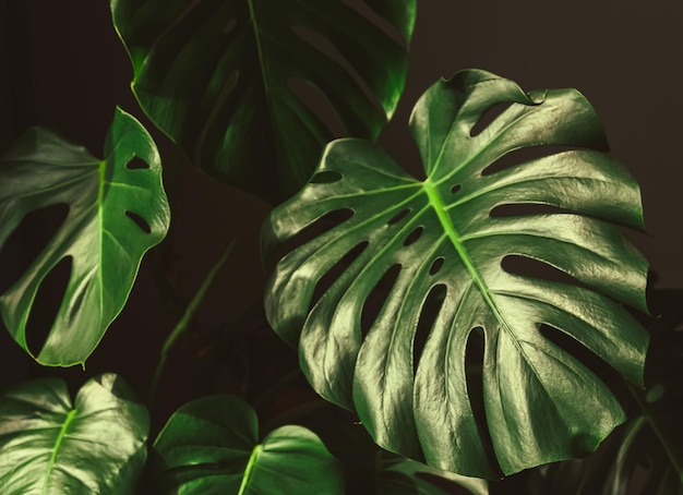 Photo low key leaves of monstera plant growing in wild and growing in the house