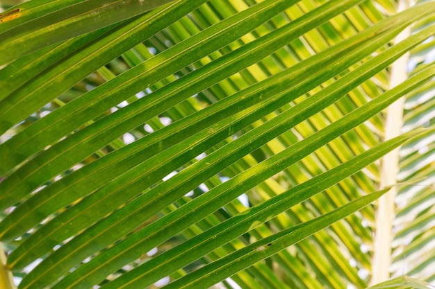 Foto low key palmbladeren donkere natuur achtergrond