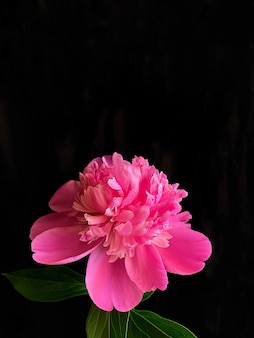 Colpo scuro di un fiore di peonia rosa su sfondo nero. modello perfetto per i tuoi progetti luminosi.