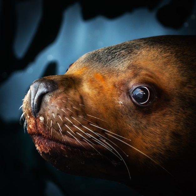 Low key square portrait of cute steller sea lion or northern sea lion in water and looking at camera