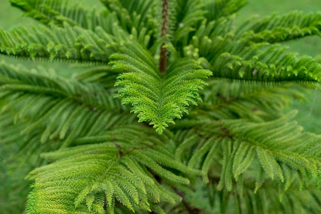 Foto immagine con poca luce foglia verde al pomeriggio