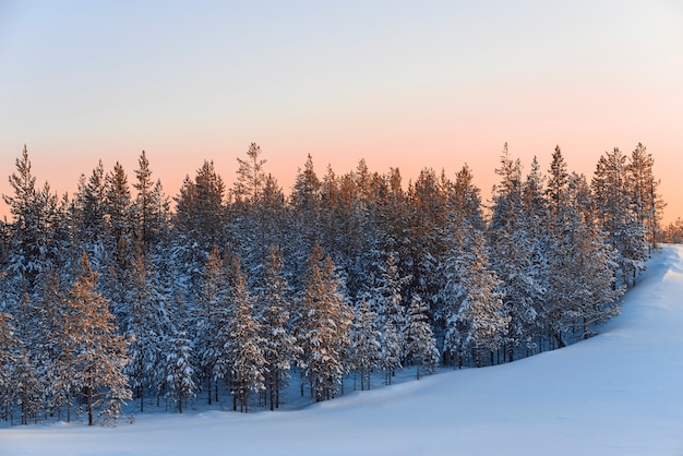 Pini bassi nella neve della foresta invernale al tramonto nella taiga della siberia.