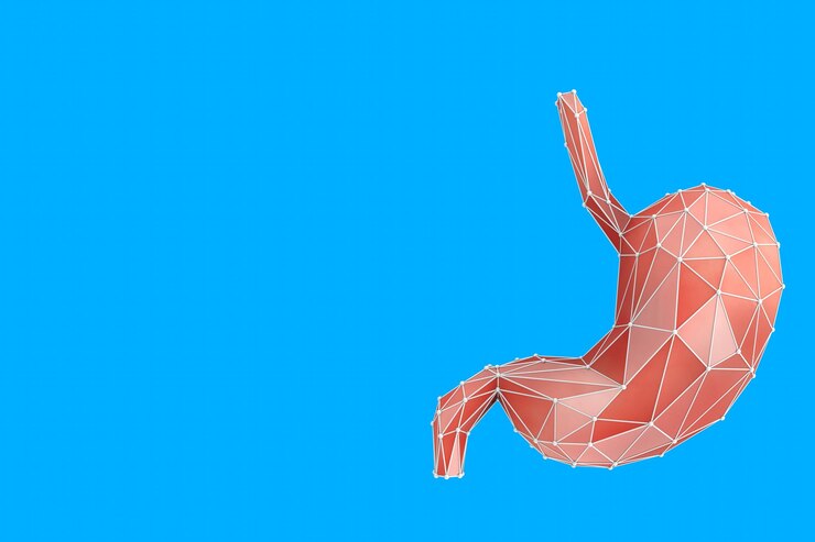 Низкополигональная анатомия человеческого желудка Внутренний орган 3d-рендеринг