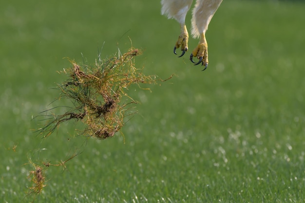 Foto sezione bassa di un uccello che vola sopra un campo erboso