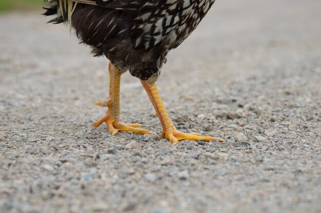 Photo low section of bird on sand