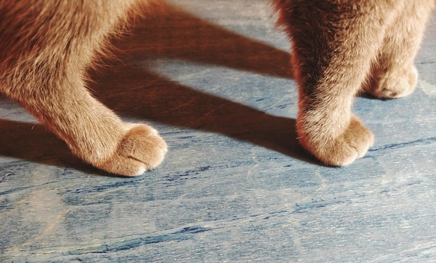 Foto sezione bassa del gatto sul pavimento