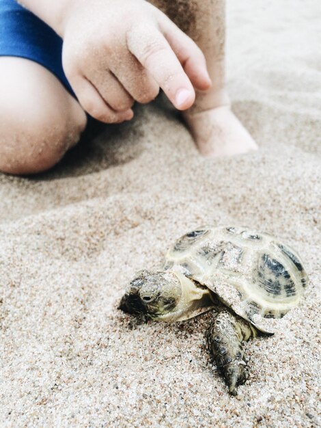 Foto sezione bassa di un bambino che indica una tartaruga sulla spiaggia sabbiosa