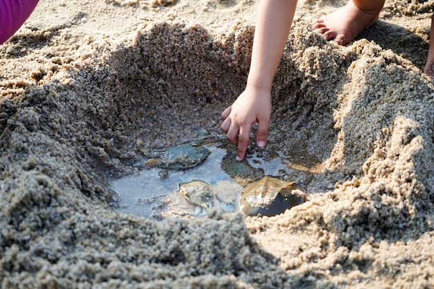 Low section of child touching turtle at beach