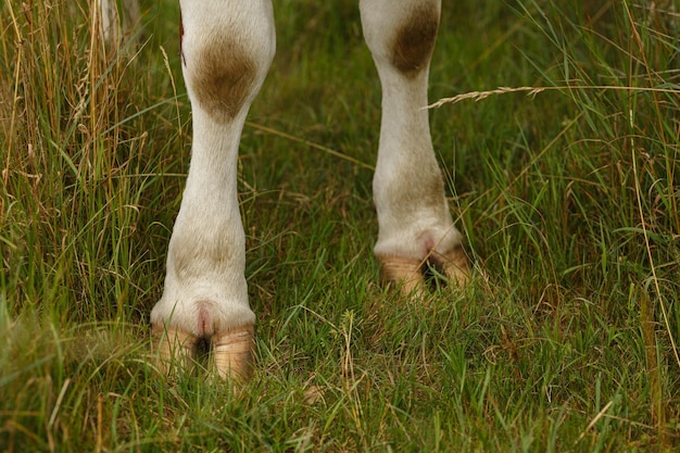 Photo low section of cow on grass