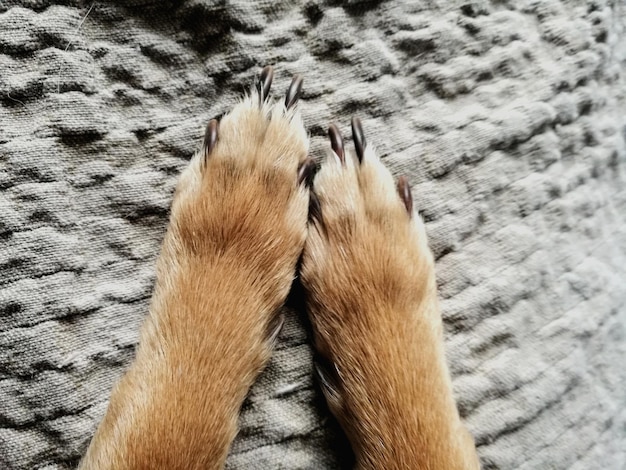 Photo low section of dog on fabric