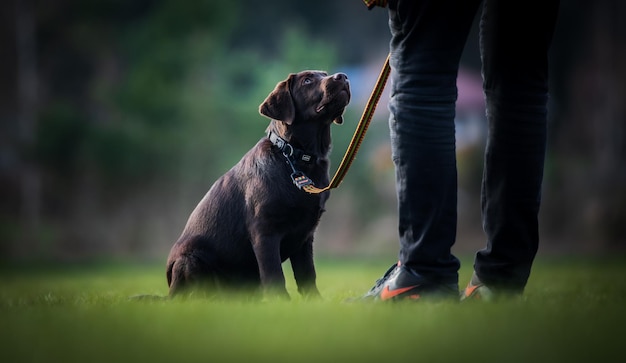 陸上の犬の下部