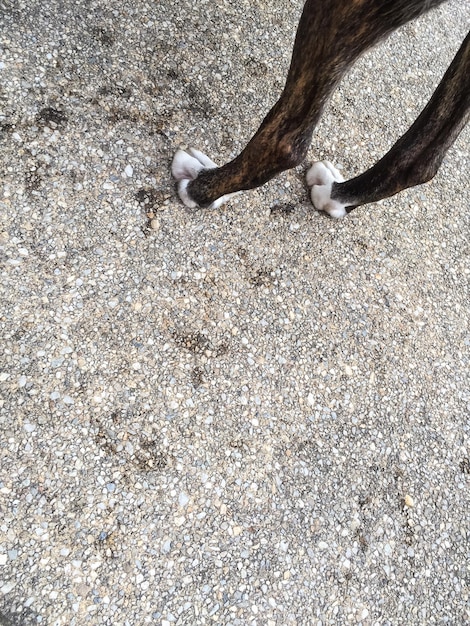 Foto sezione inferiore delle zampe del cane sulla strada