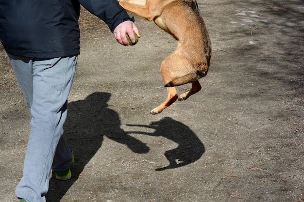 Photo low section of dog playing with man on field