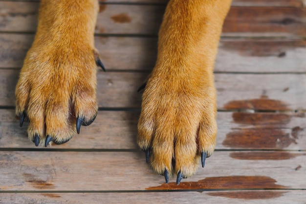 Foto sezione bassa del cane che si rilassa sul pavimento