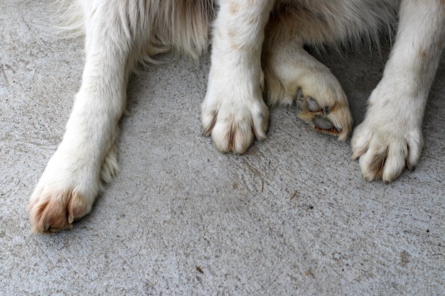 犬の低い部分