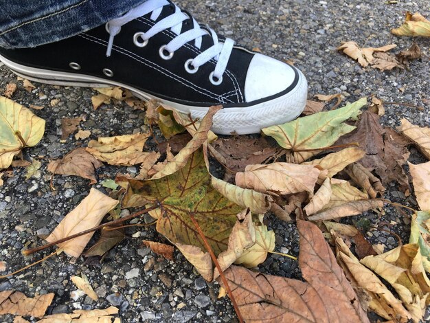 Photo low section of dry leaves on ground