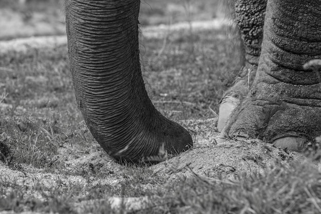 Photo low section of elephant in park