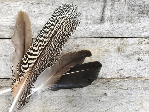 Photo low section of feathers on wooden plank