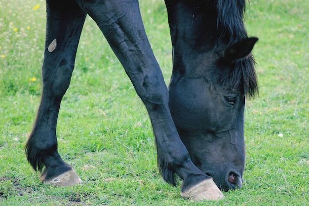 Low section of horse on field