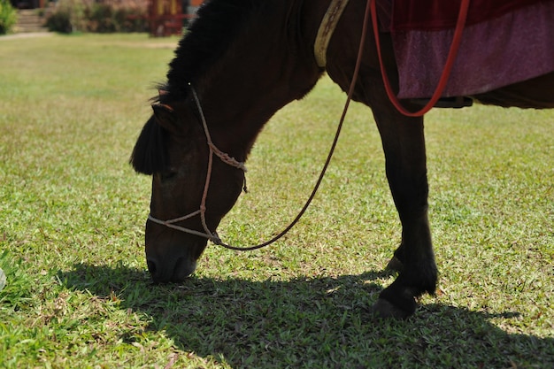 Low section of horse on field