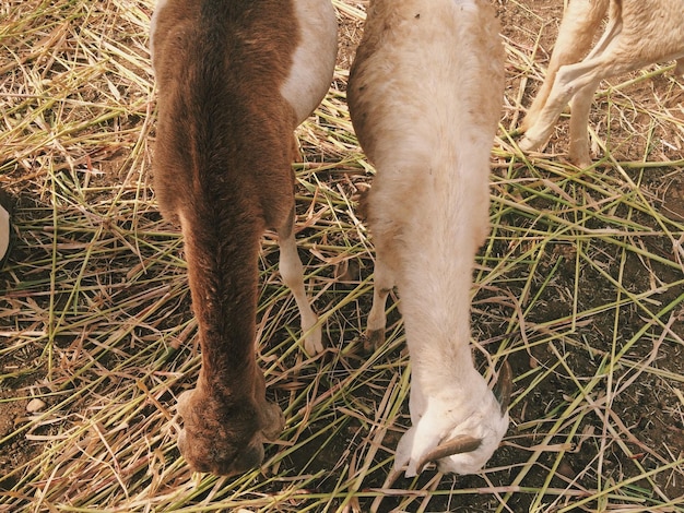 Photo low section of horse on field