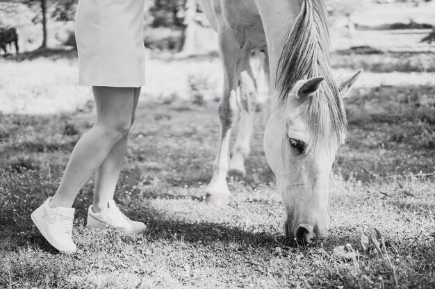 Foto sezione bassa del cavallo sul campo