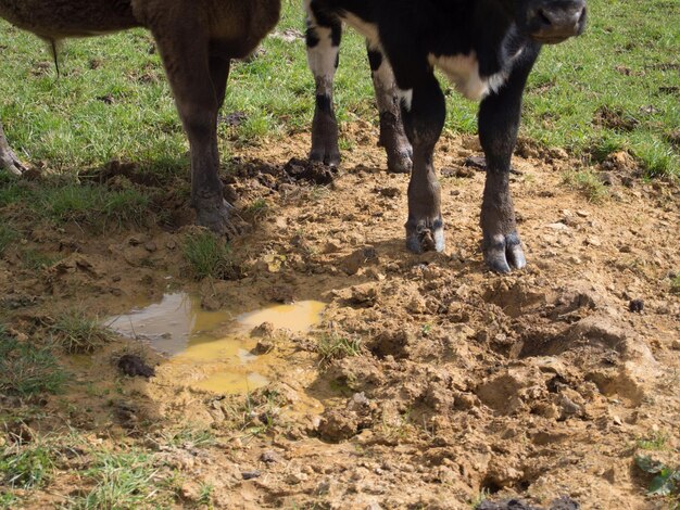 Photo low section of horse grazing on field