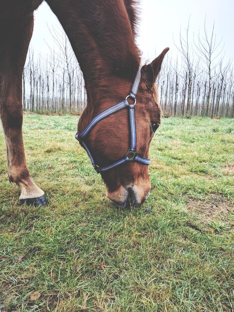 Low section of horse standing on field