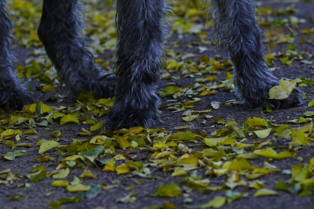 low section of irish wolfhound standing by leaves on field