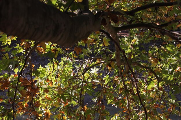 Low section of man against trees