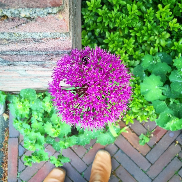 Photo low section of man in front of purple flower blooming in garden