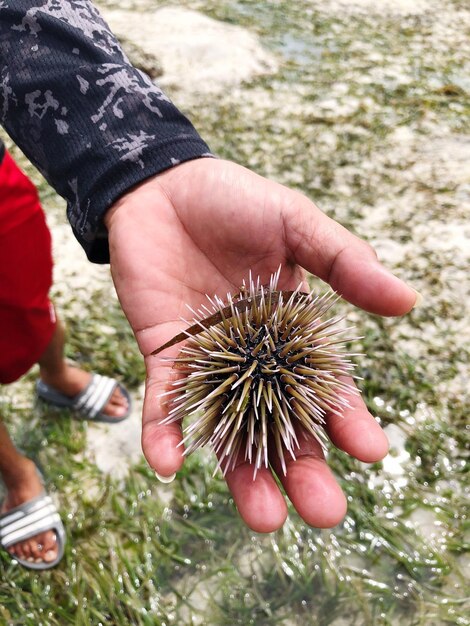 Foto sezione inferiore di un uomo che tiene un riccio di mare sulla spiaggia