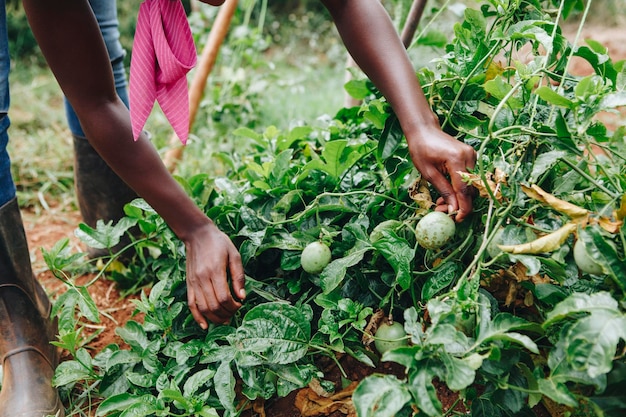 Low section of man picking vegetables