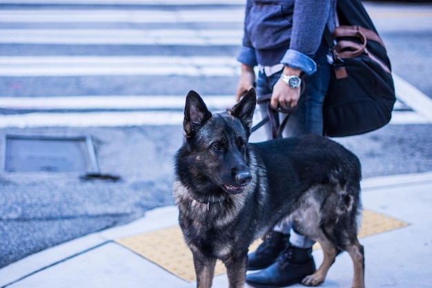 Photo low section of man standing with german shepherd on sidewalk