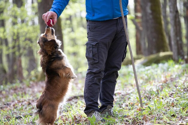 野原で犬を飼っている男の下部