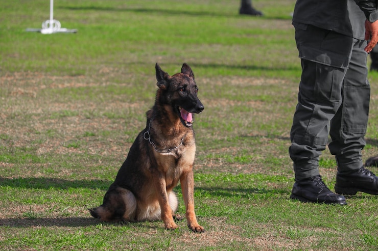 Photo 野原に立っている犬を持つ男の下部