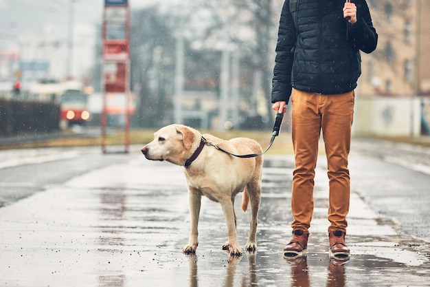 街の湿った通りで犬を飼っている男性の低層セクション