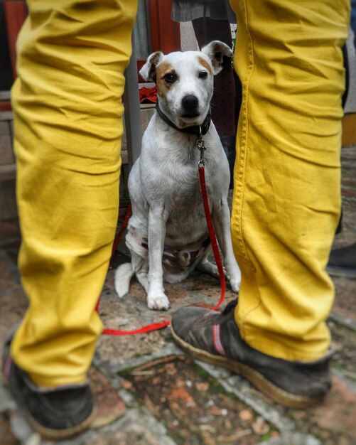 Foto sezione inferiore dell'uomo con il cane