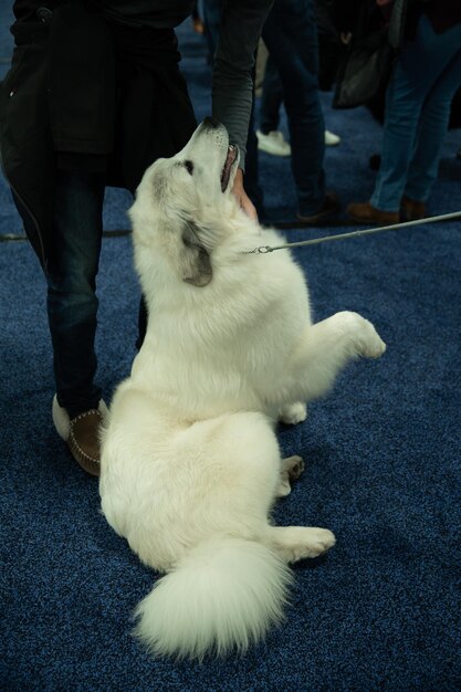 Low section of man with dog