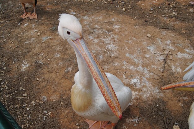 写真 鳥の下部