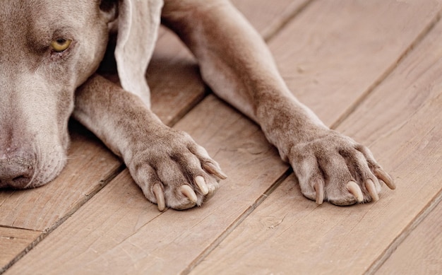 写真 床でリラックスしている犬の下部