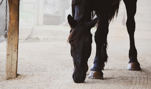 写真 牧場で立っている馬の下部