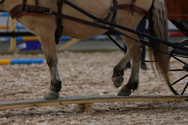 写真 馬の下部