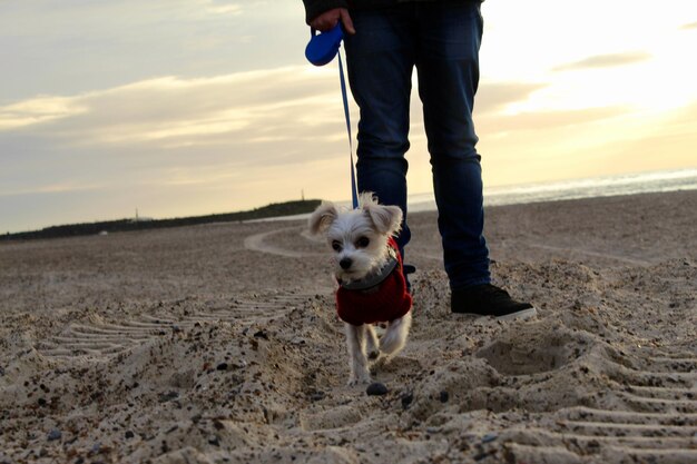 写真 ビーチで犬を飼っている男の下部